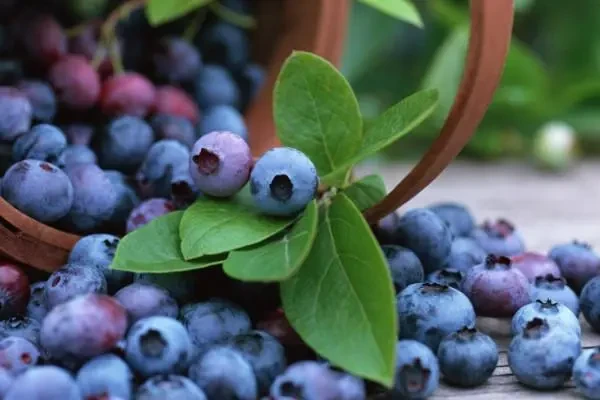 Full-automatic Blueberry Sorting Machine Full-automatic Blueberry Sorting Machine