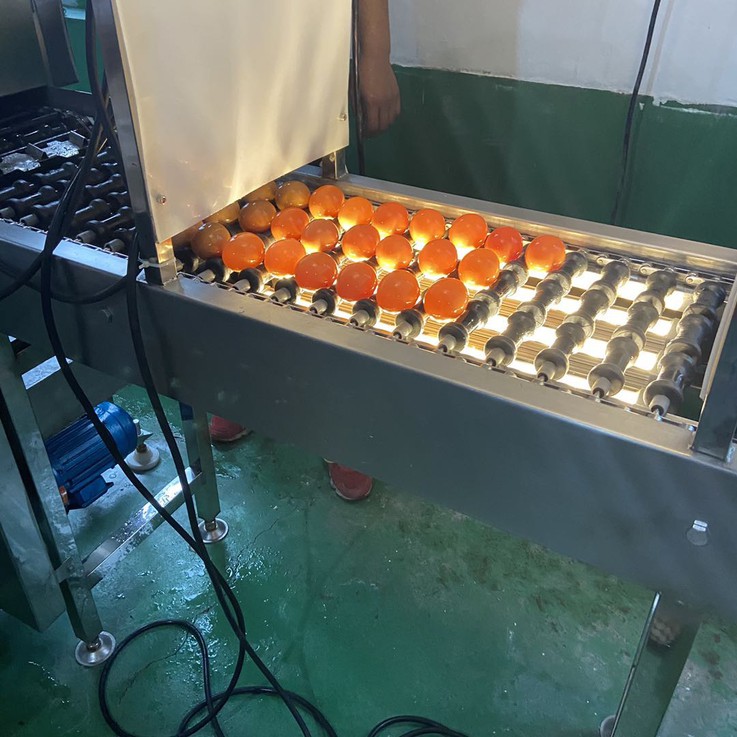 egg washing machine 5 egg washing machine 5